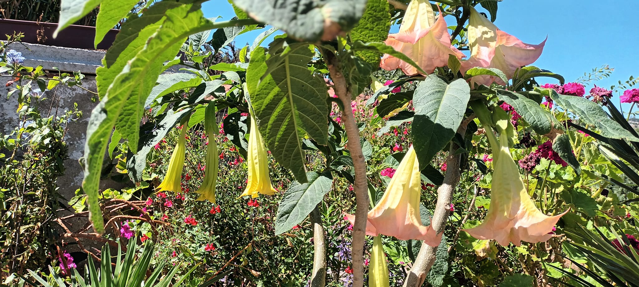 Brugmansia