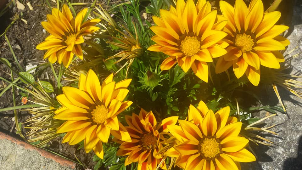 Gazanias