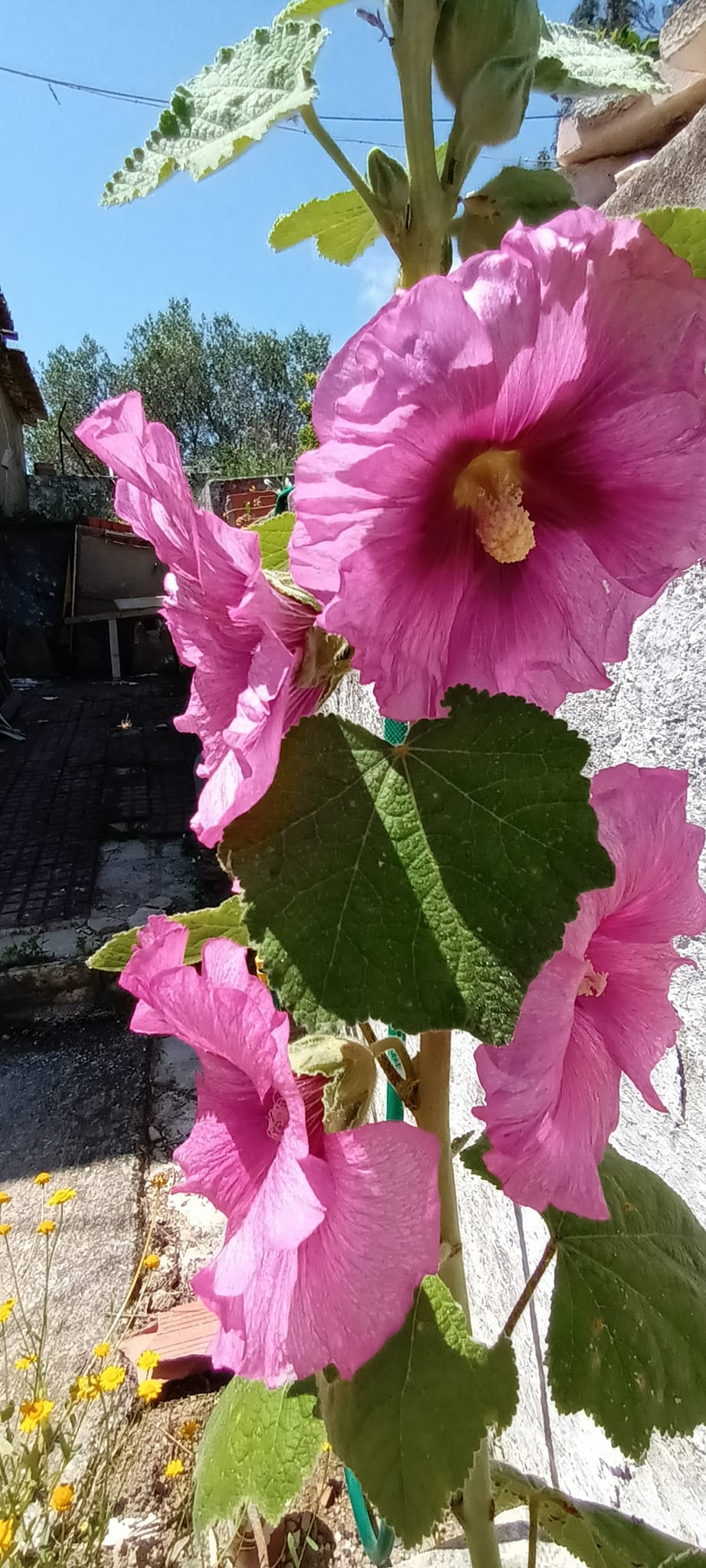 Hollyhock