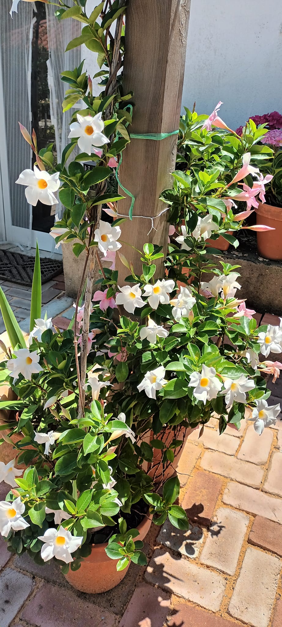 Mandevilla