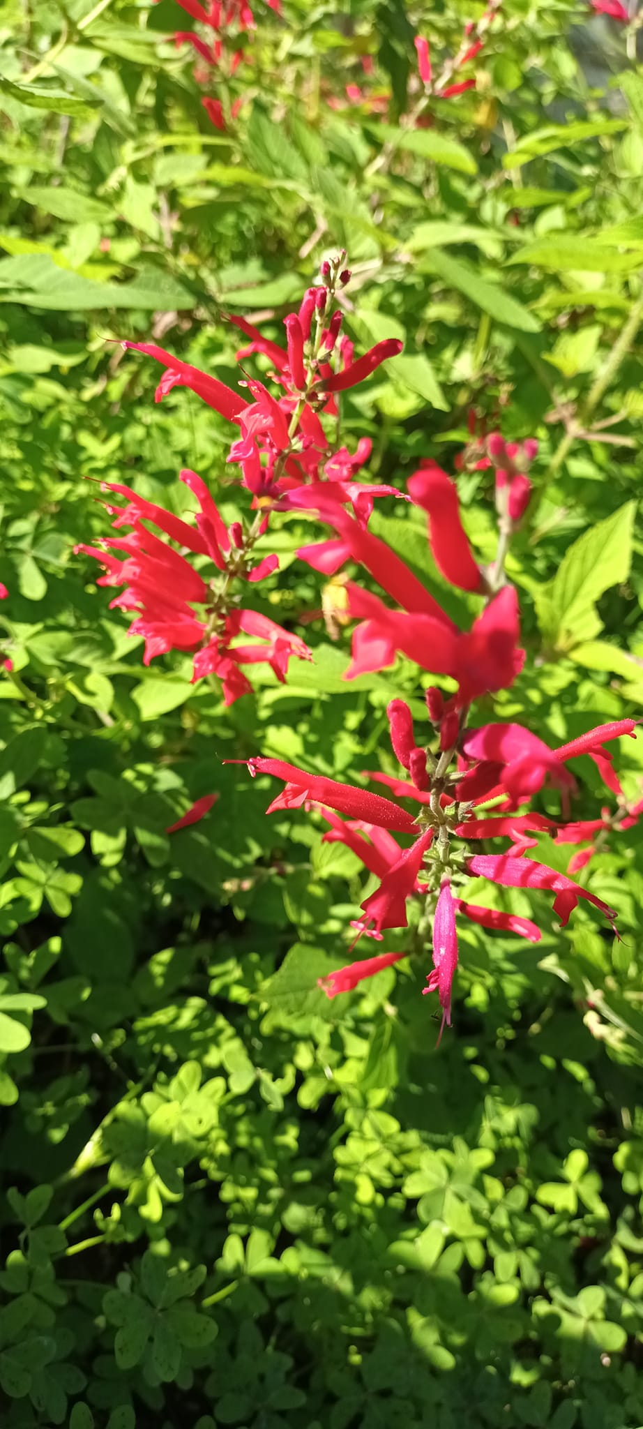 Salvia